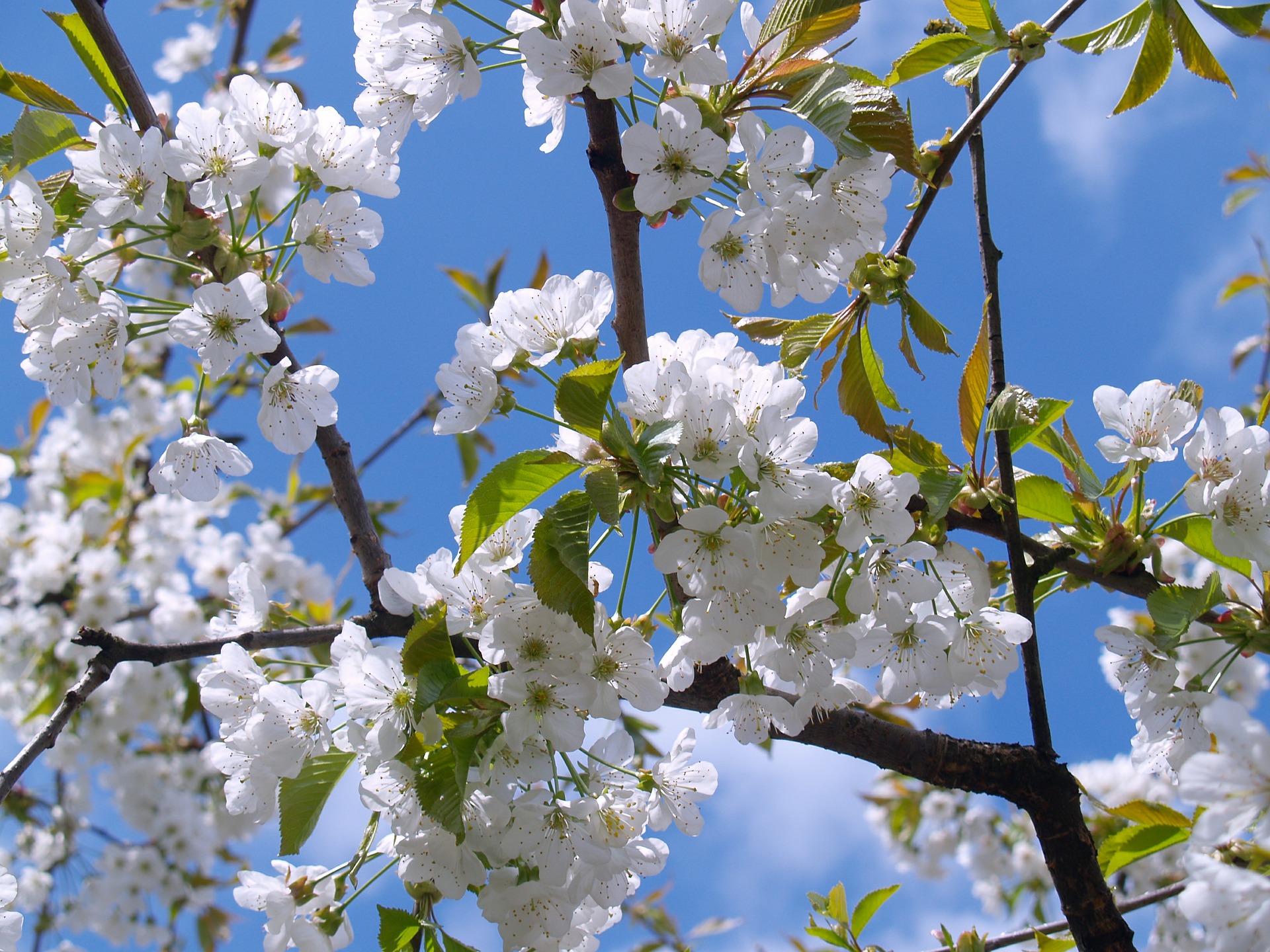 Cherry blossom