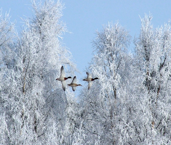 The Canadian Winter is Perfect for Birdwatching